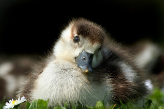 cute_baby_animals_3%2B%2528Copy%2529