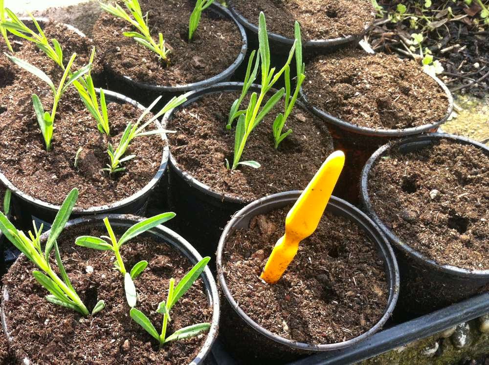 Tolle Gartentipps: Lavendel Durch Stecklinge Vermehren Tolle Gartentipps: Lavendel Durch Stecklinge Vermehren