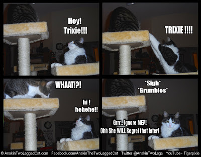 LOLCats Anakin Two Legged Cat Ignored by Trixie