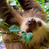 Sloth, haiwan yang berak seminggu sekali