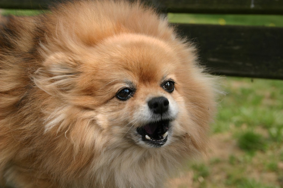 немецкий шпиц 9 кг. шпиц лает. немецкий шпиц. шпиц слушать.