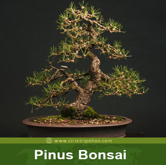ciri ciri pohon pinus bonsai
