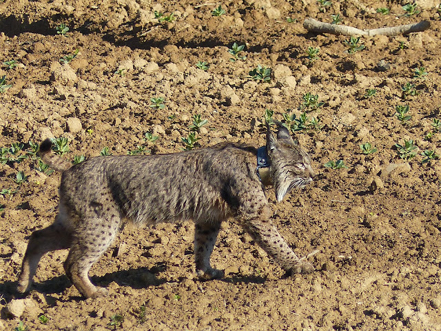  Lince ibérico ( Lynx pardinus ) en la zona de ventillas en el término municipal de Villafranca de Córdoba .