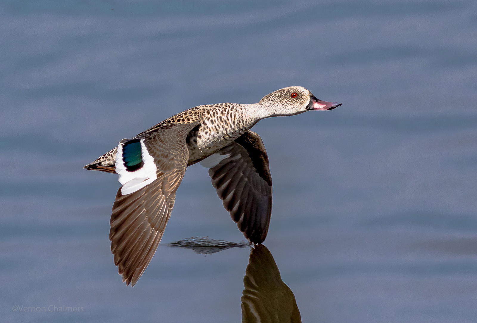 Vernon Chalmers Photography Training: Small bird sightings around