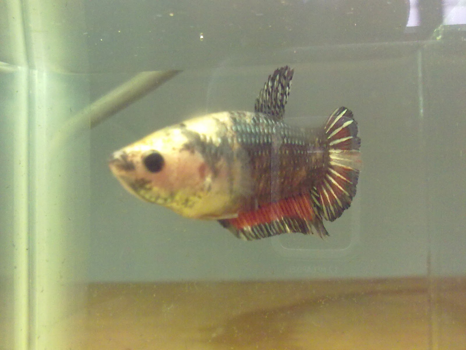 BettaLover Betta for Sale HMPK Copper Red Female 2 RM45