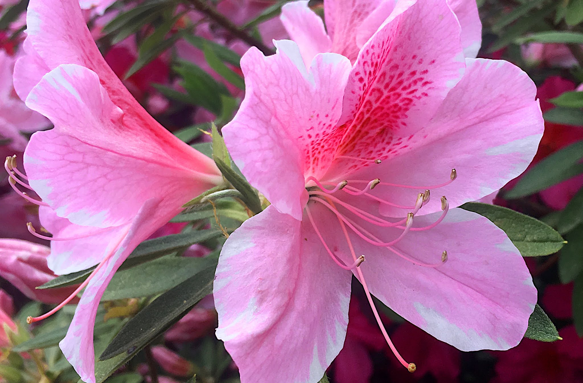 Wondering in the Dark Flowers in the Piedmont