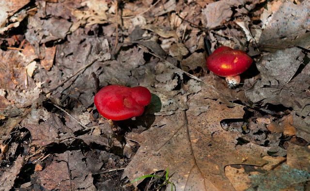 Two tiny mushrooms - white stems and flat red caps, Grants Woods