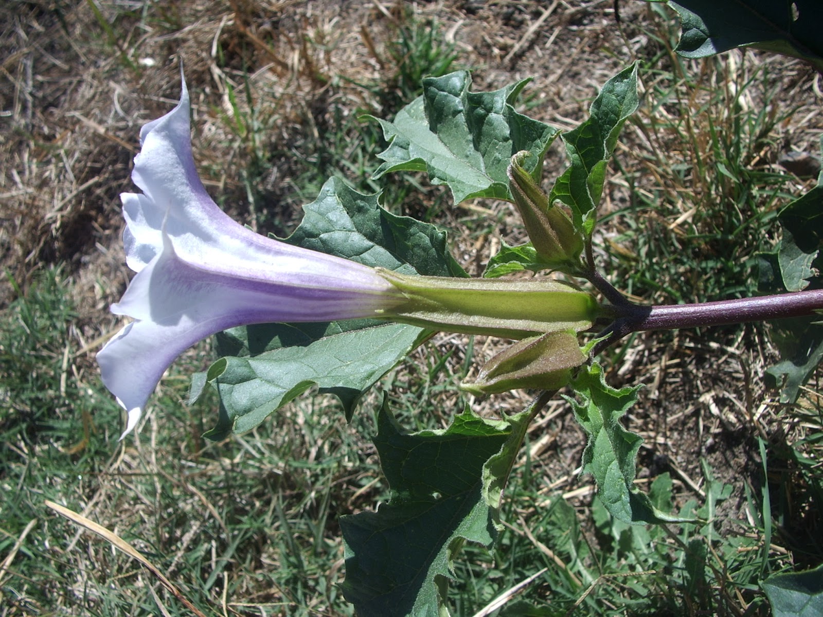 LA ETNOBOTÁNICA, ESA CIENCIA INTERDISCIPLINAR septiembre 2012