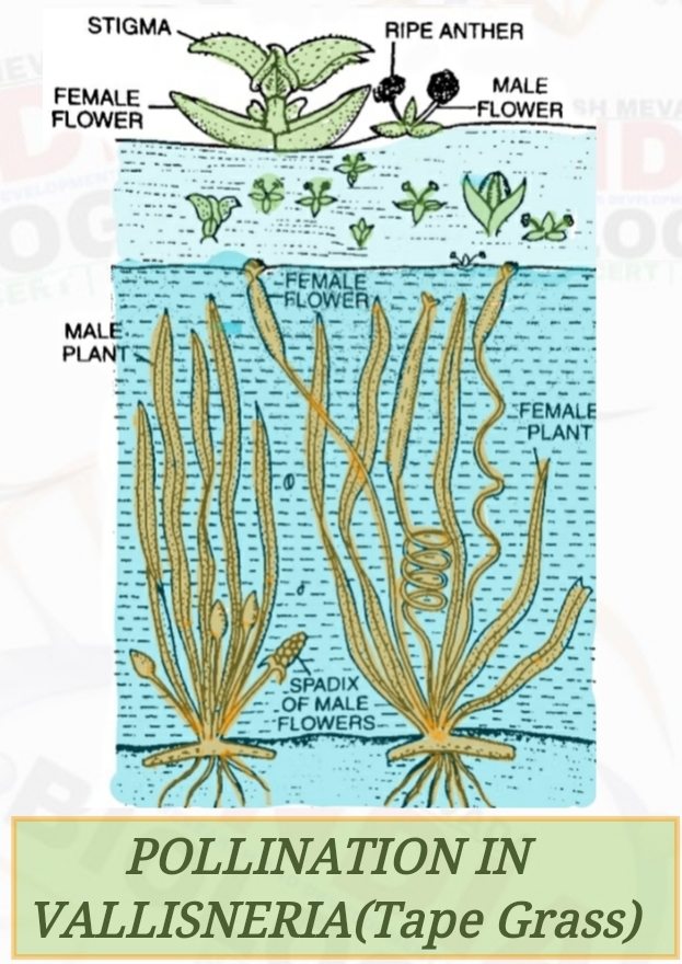 Hydrophily ( Water Pollination )