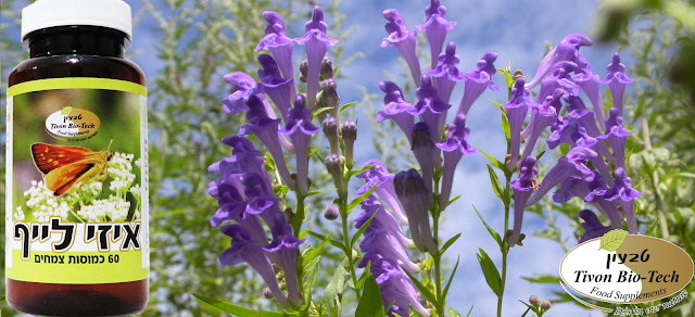 צמחי מרפא סקוטלריה לרגיעה