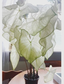 Caladium Moonlight Caladium Moonlight