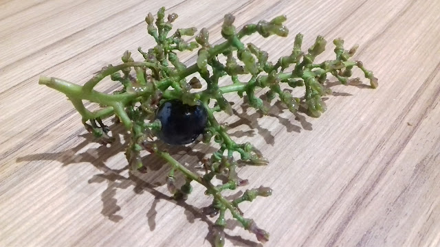 Cawlyd/Sweet Support/20180311_172932.jpg