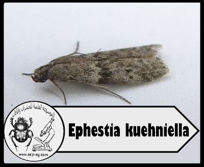 فراش دقيق البحر الأبيض المتوسط Ephestia kuehniella
