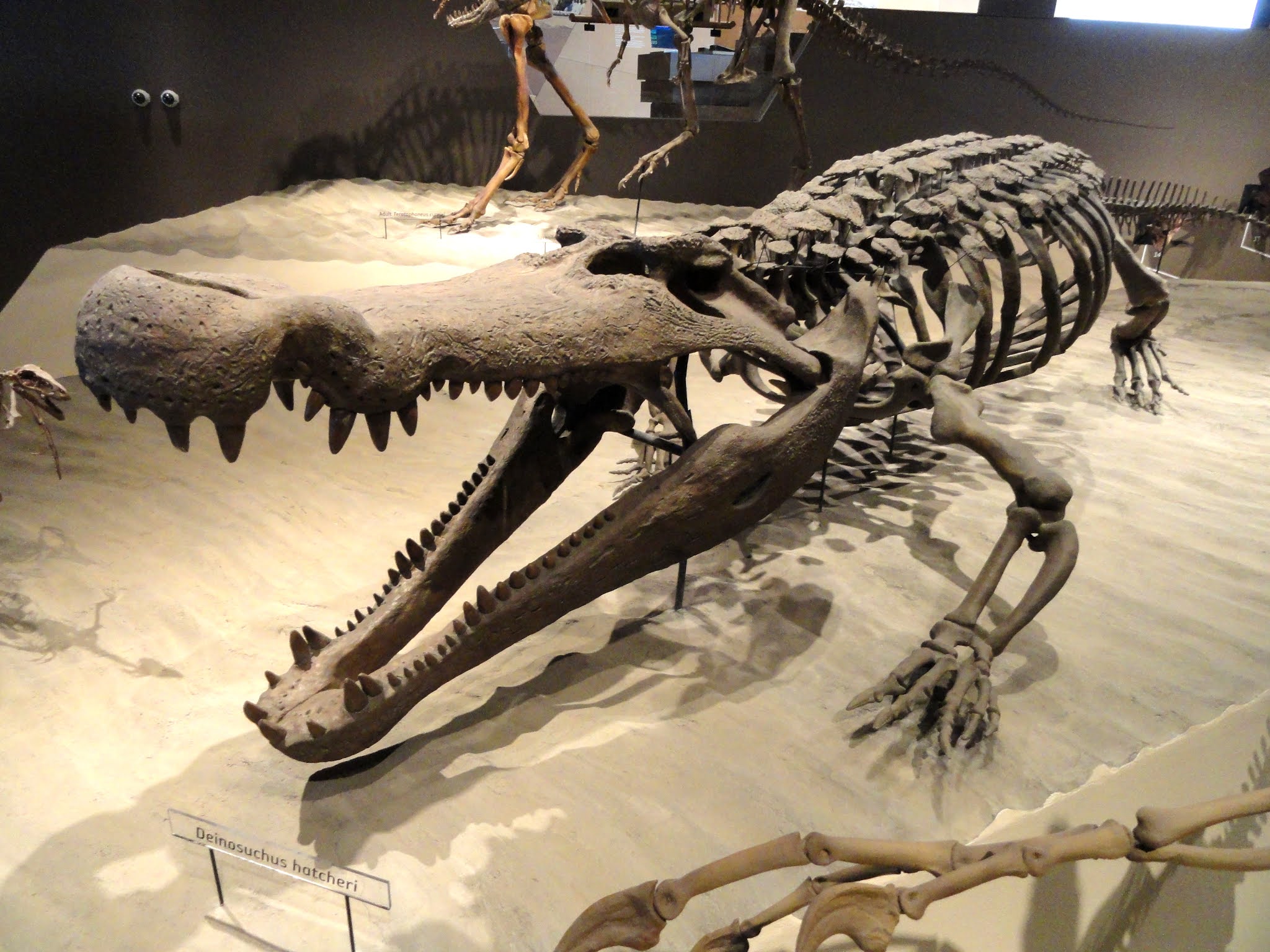 デイノスクスの化石標本