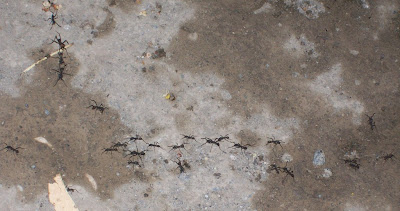 army ants nature tours Nicaragua