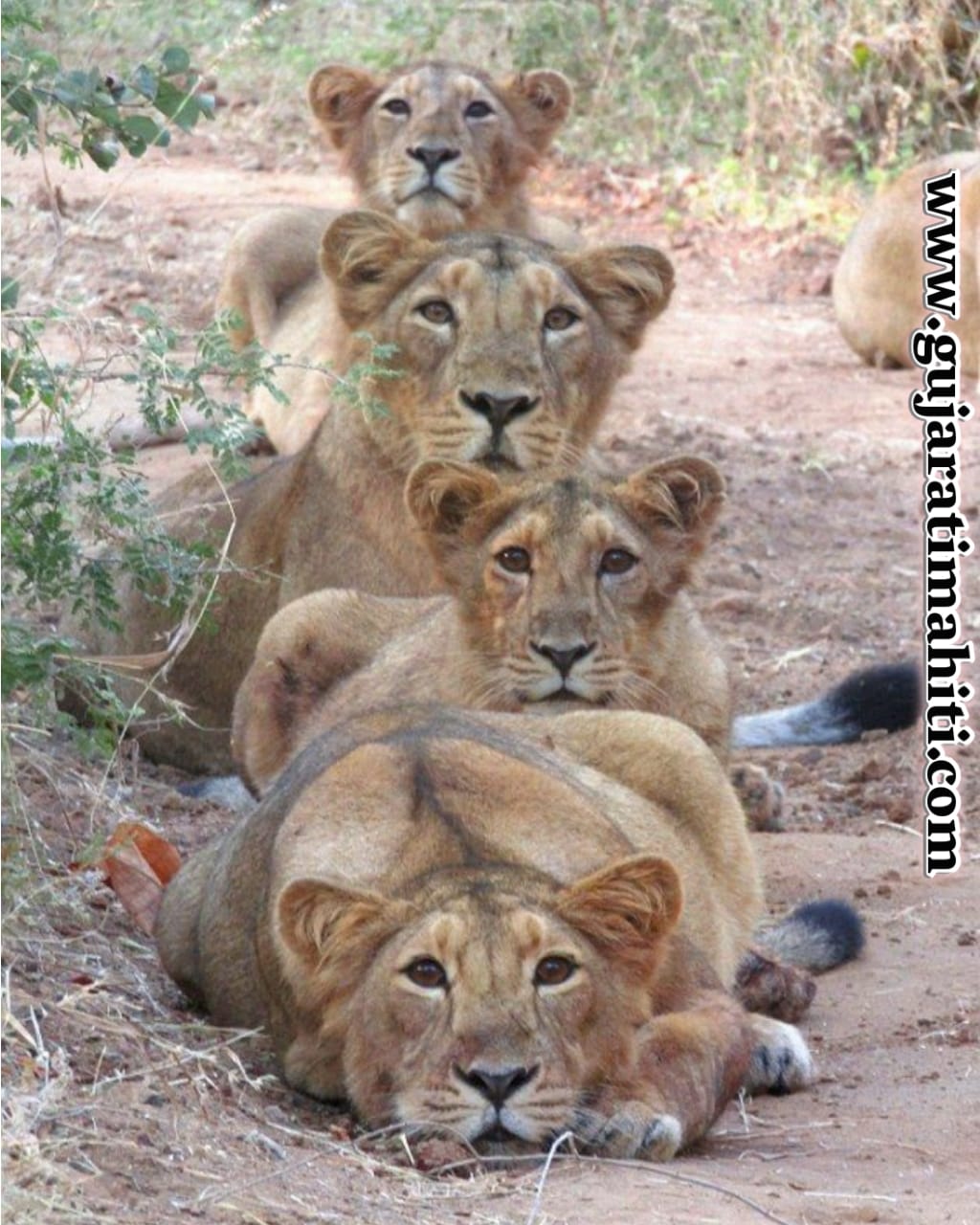 Lion-Gir-National-Park-Wildlife-Sanctuary