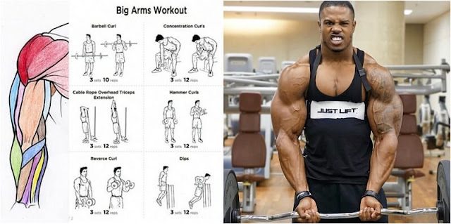 The 18 Best Dumbbell Exercises For Full Biceps