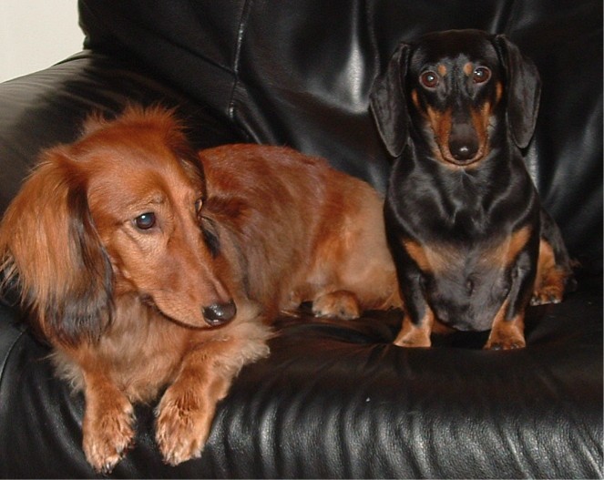 Musings of a Biologist and Dog Lover: Mismark Case Study: Dachshund