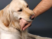 Cara Mengobati Gigitan Anjing Yang Wajib Anda Ketahui