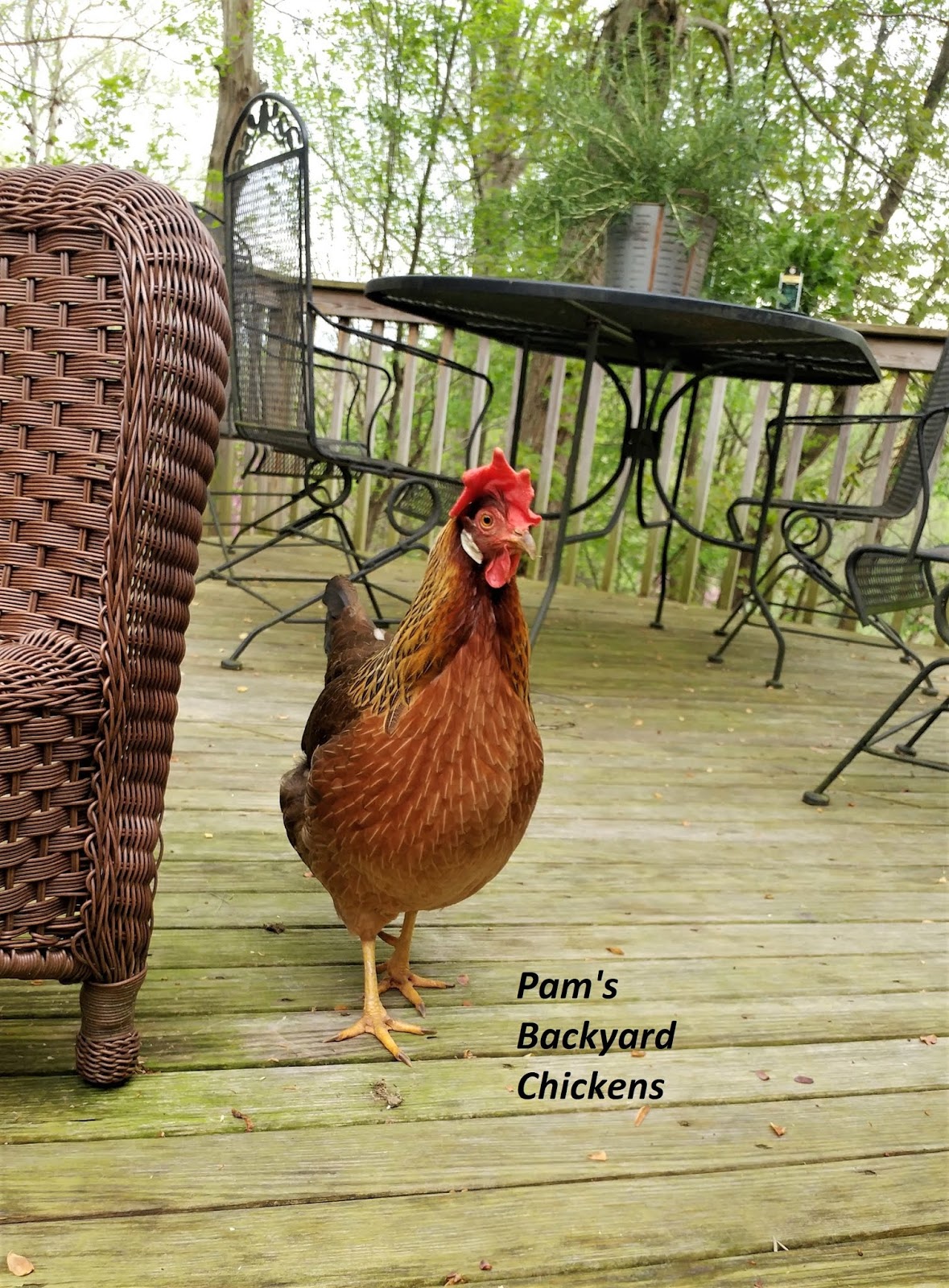 Pam's Backyard Chickens Best Backyard Chickens for Urban Areas