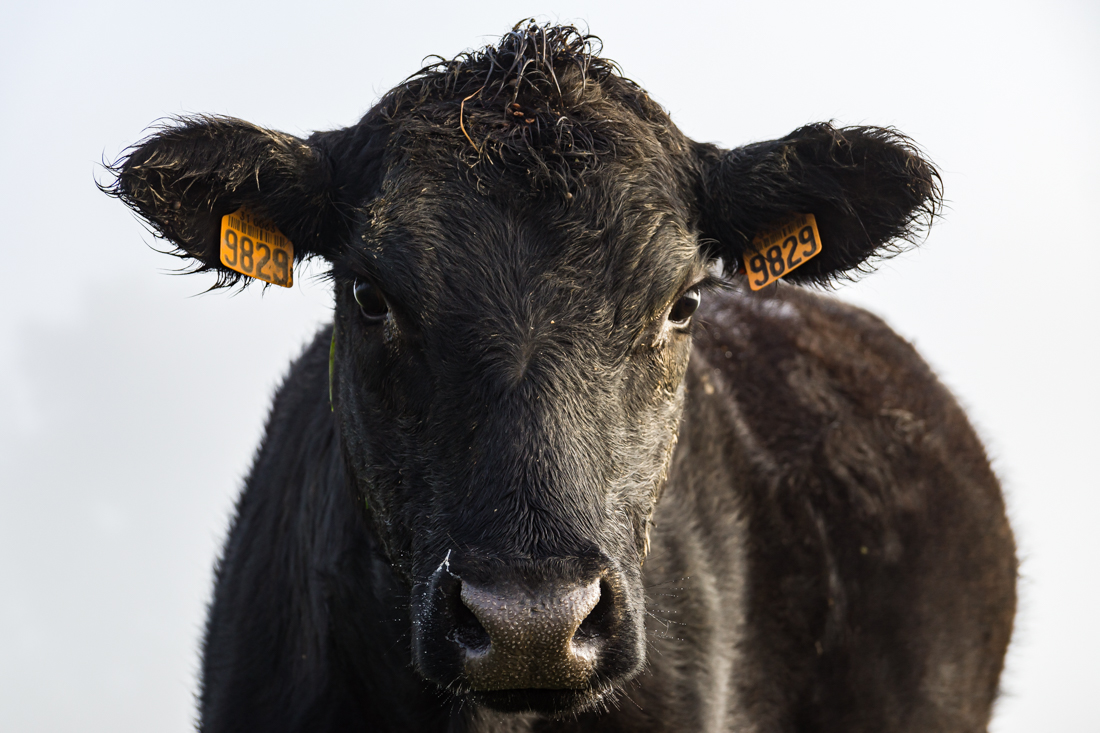 Туман в долине Туман в долине