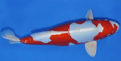 Ikan Koi Kikusui