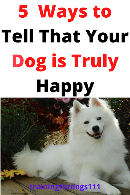 5 Ways to Tell Us Your Dog is Really Happy