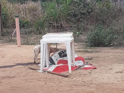 Cachorro vê dono assassinado e passa o dia ao lado do corpo