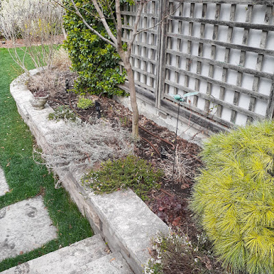 Chaplin Estates Toronto Spring Cleanup Before by Paul Jung Gardening Services--a Small Toronto Gardening Company