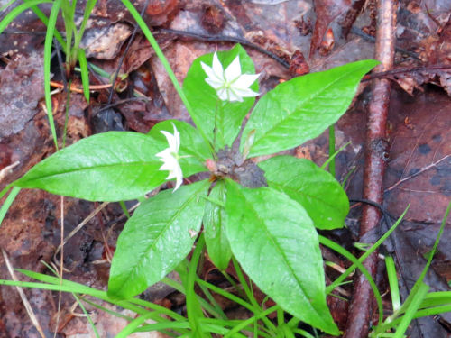 starflower