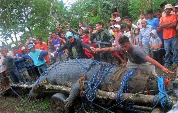 41+ Saltwater Crocodile Biggest Alligator Background
