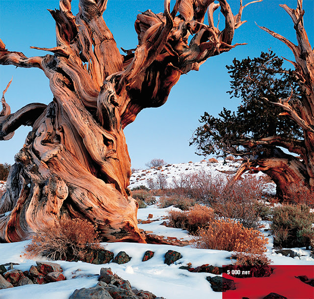 Одно из деревьев-долгожителей – сосна остистая межгорная. Продолжительность ее жизни достигает нескольких тысячелетий. © Creative Commons
