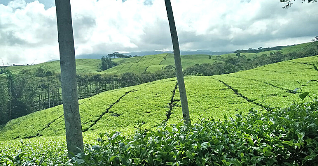 Kabawetan, Pesona Hijau Kebun Teh Bengkulu
