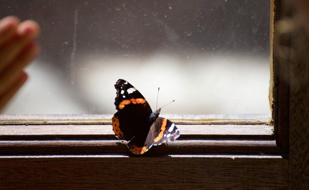 Petanda Binatang Masuk Rumah Menurut Islam Dan Kepercayaan