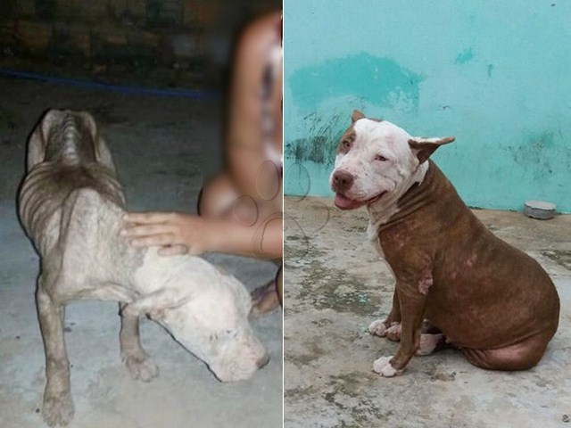 pitbull paso 50 dias atada sin comida
