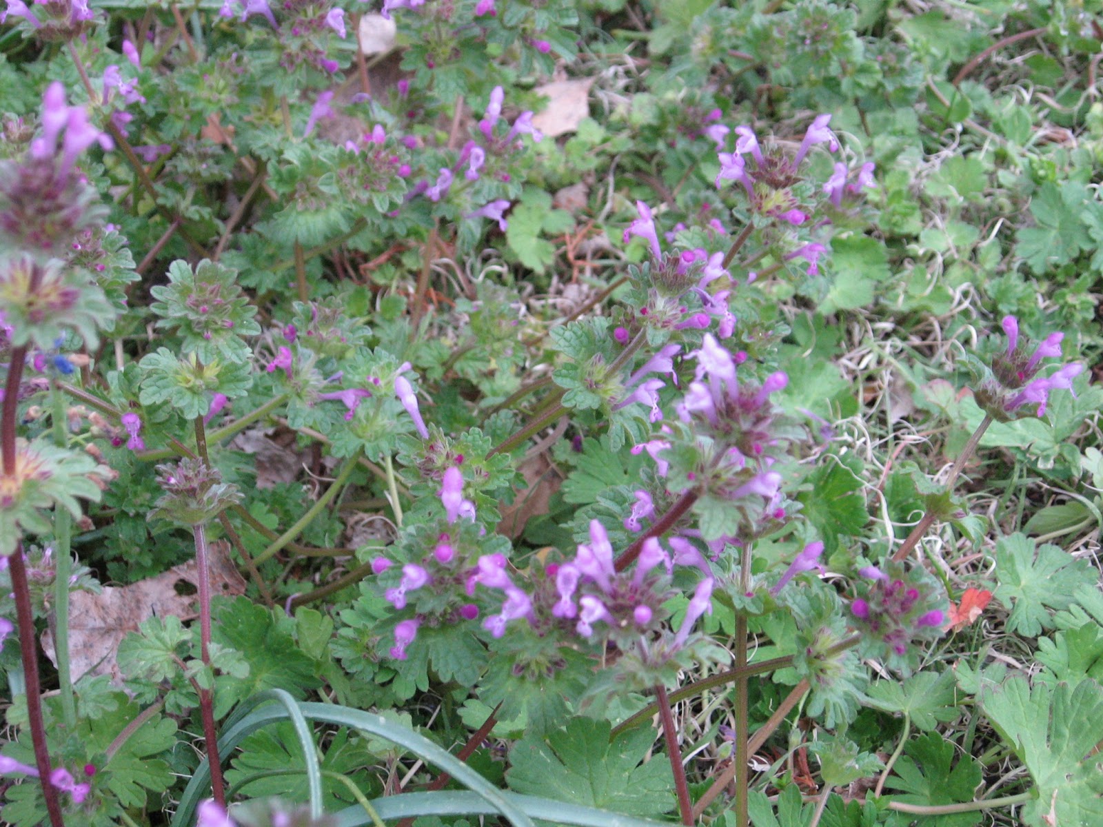 Kansas Gardener: War on Weeds: Henbit