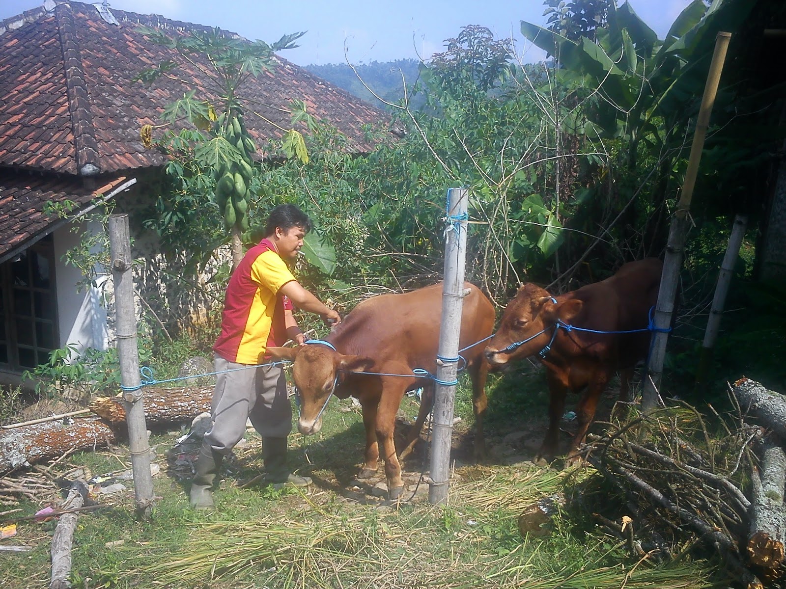 ANIMAL HEALTH SUNDRIES: MANAJEMEN KESEHATAN TERNAK RUMINANSIA ( SAPI )