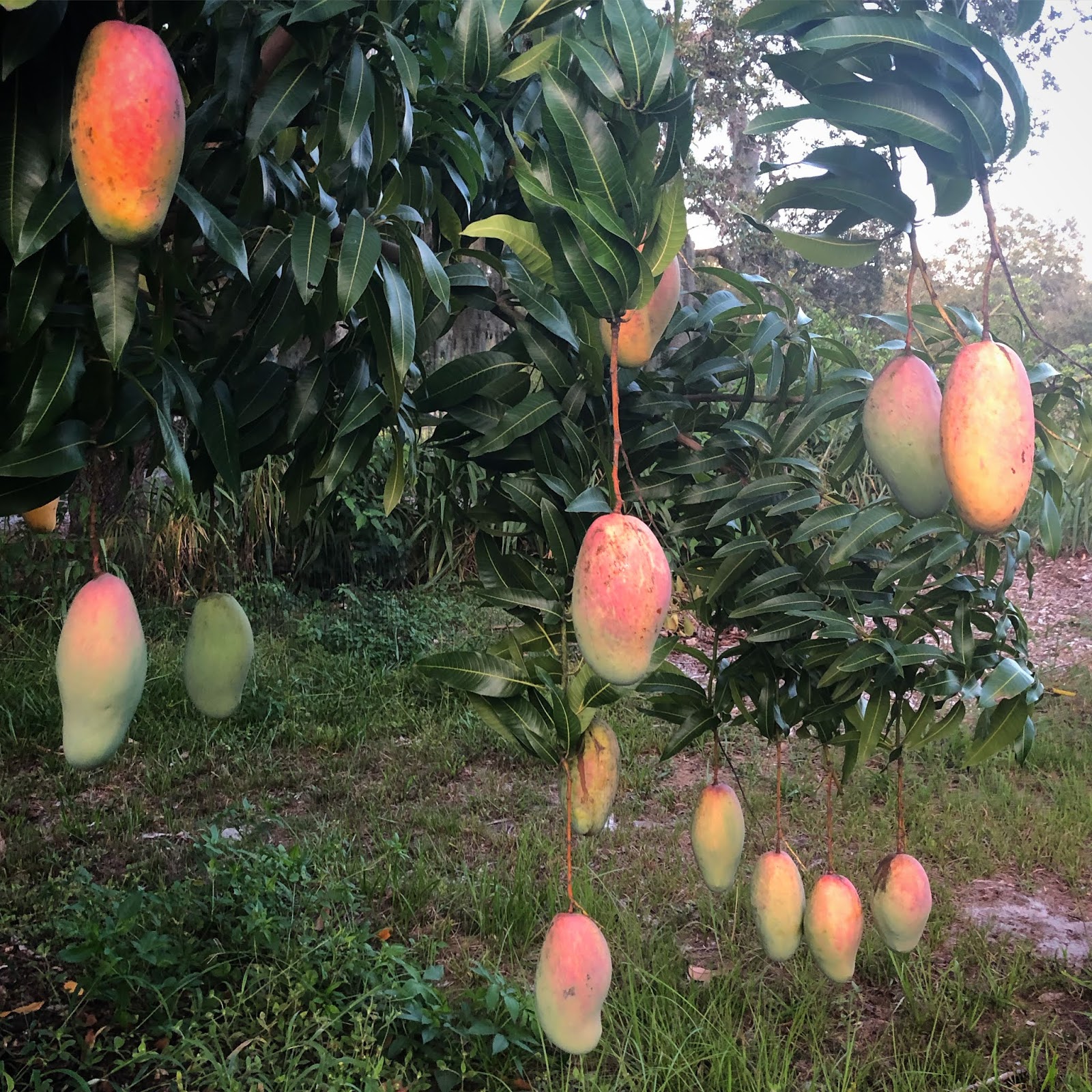 Sulcata Grove Fruits