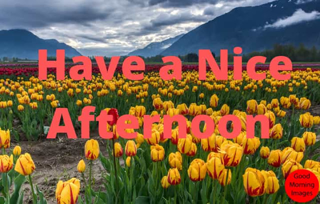 good afternoon wishes with flowers good afternoon wishes with flowers