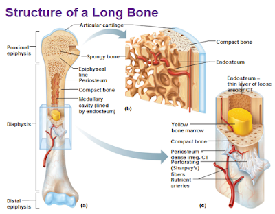 Human&Animal Anatomy and Physiology Diagrams: Bone Marrow Anatomy