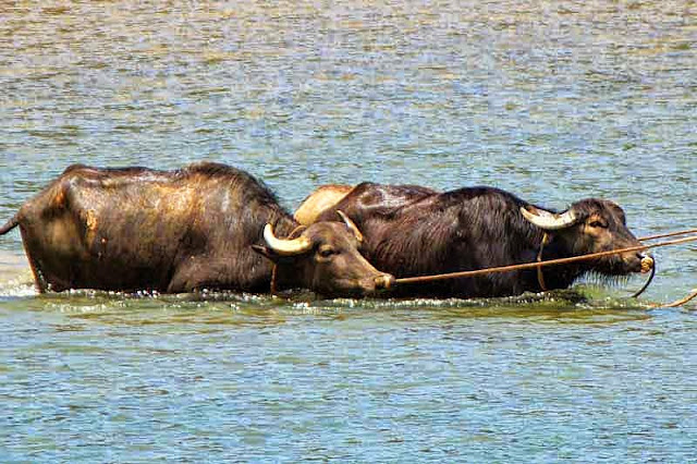 water buffalo, water, tethered