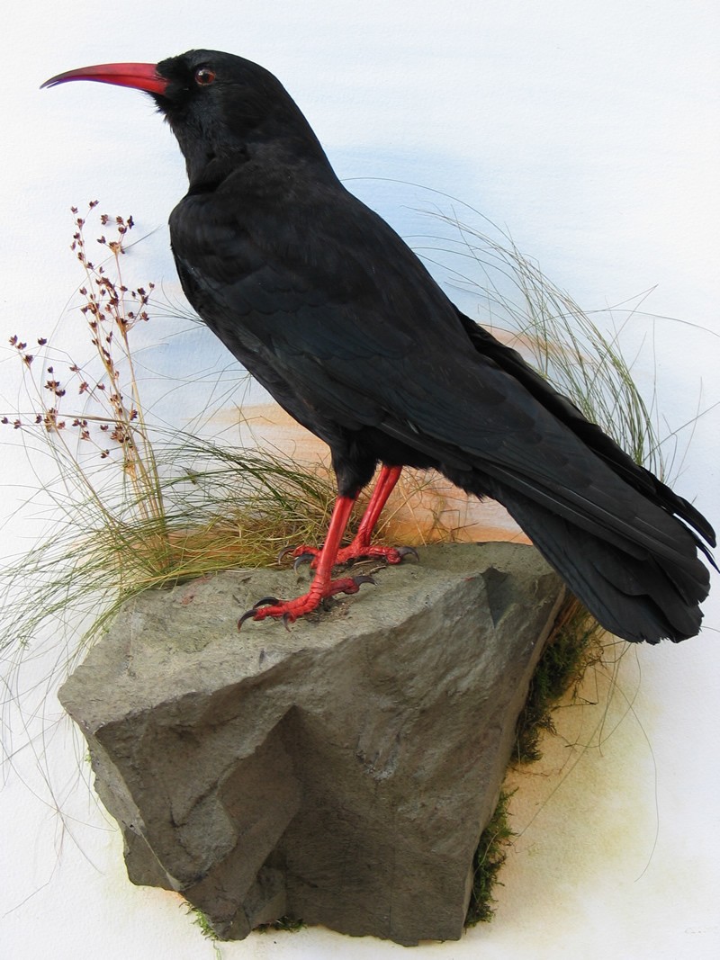 Herald Dick Magazine: Zoo héraldique #01 : le Corbeau