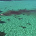 70 акули разкъсаха кит пред очите на туристи (видео)