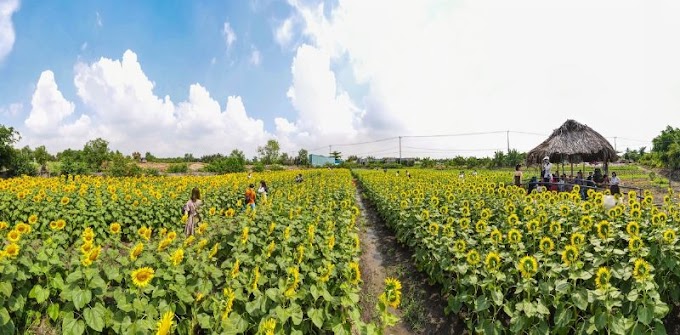 Vườn hoa hướng dương ở ngoại thành Sài Gòn - Du lịch, GO!