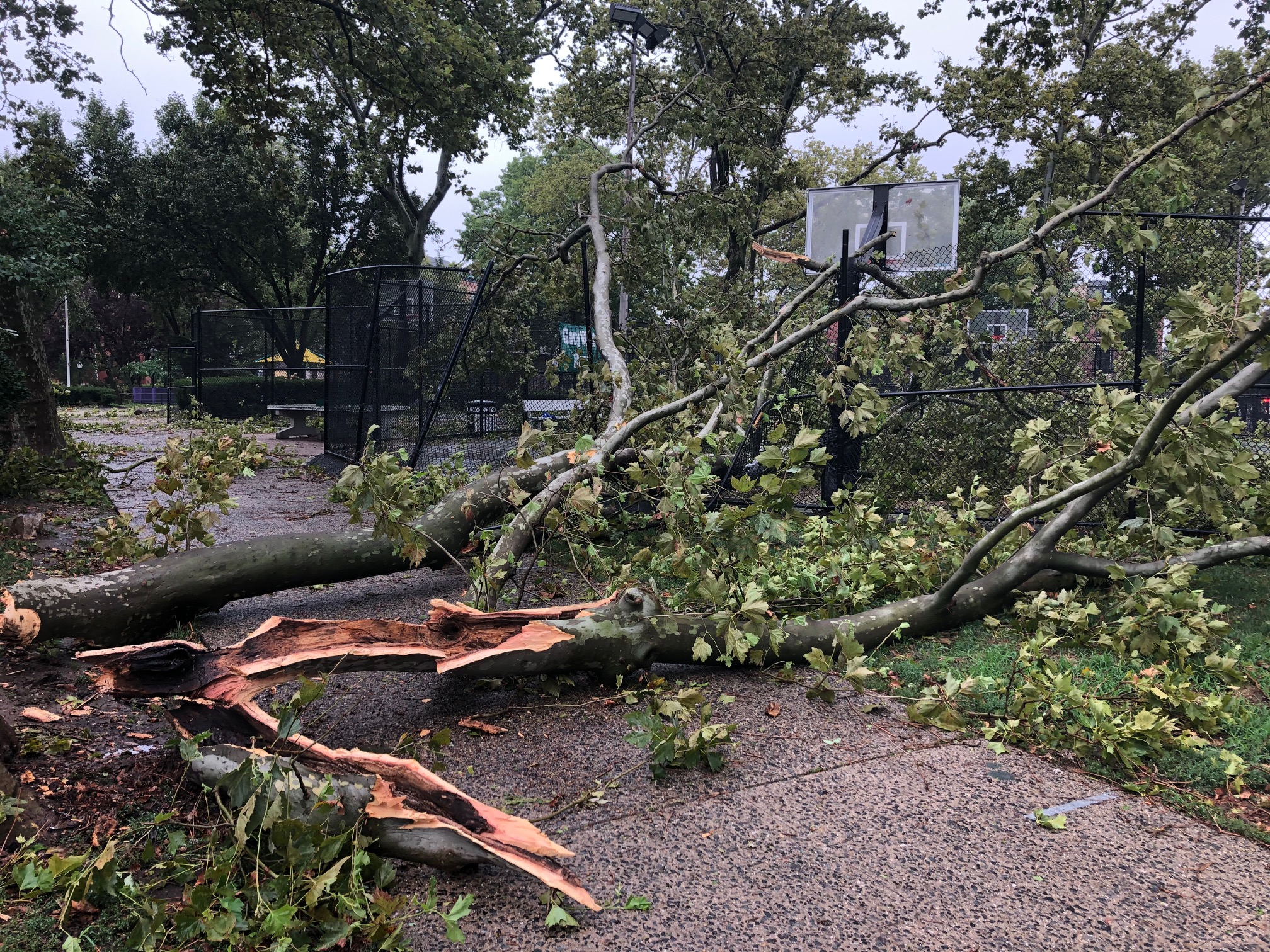 "Downed trees and wires in 35 locations"
