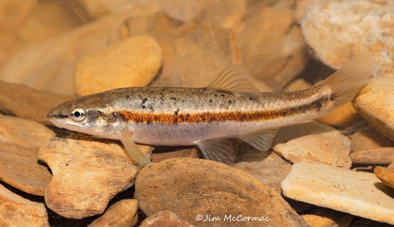 Ohio Birds and Biodiversity Rosyside Dace, in nuptial colors