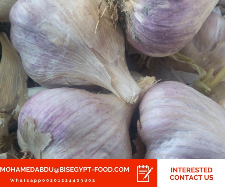 garlic suppliers garlic supplier history