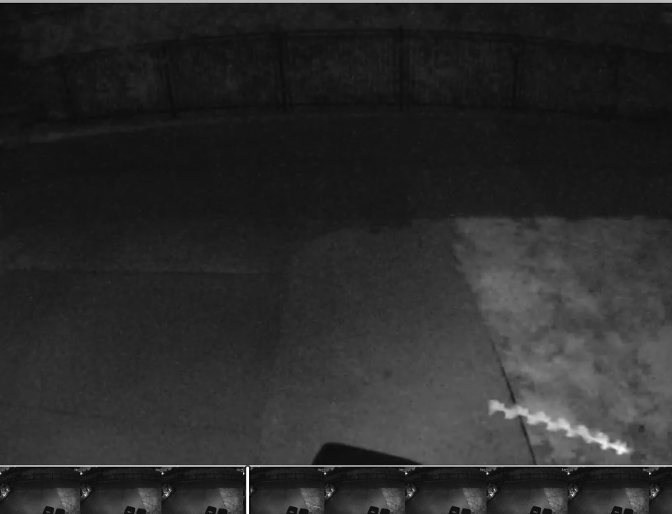 Insects In The City Tubular Flying Insects