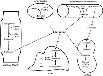 Schematic diagram glutamine