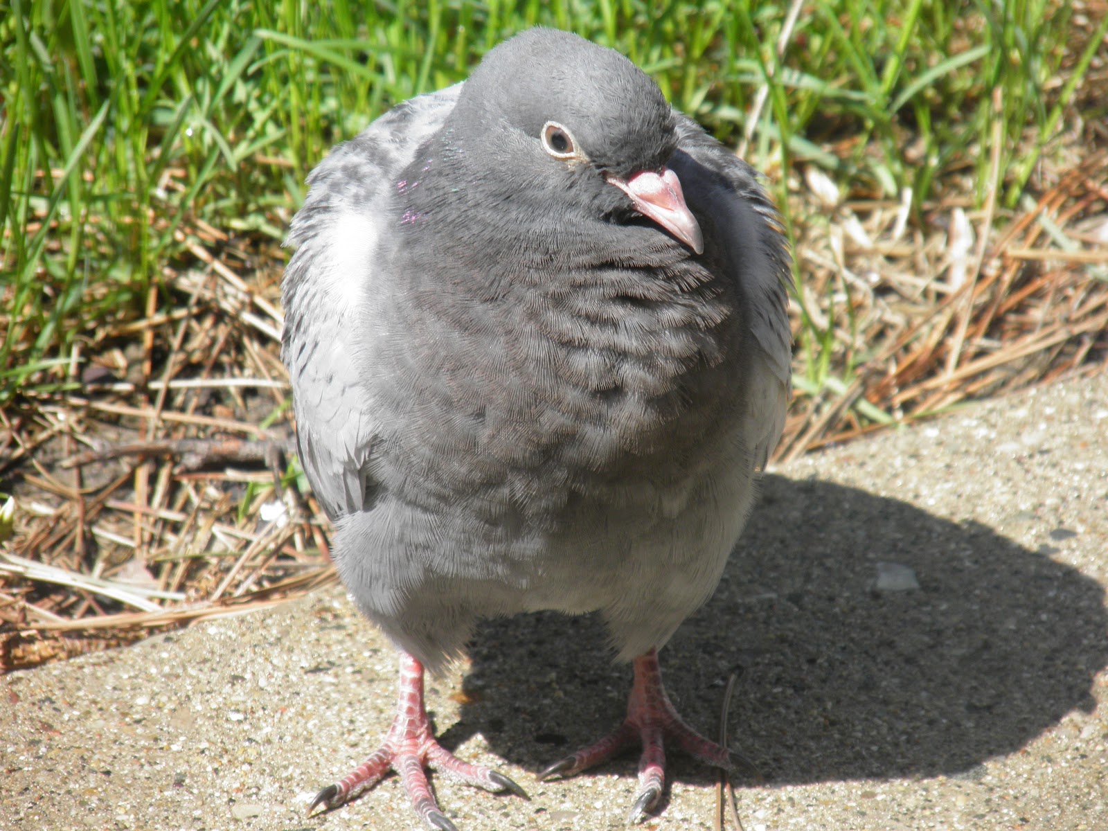 Why it is called pigeontoed